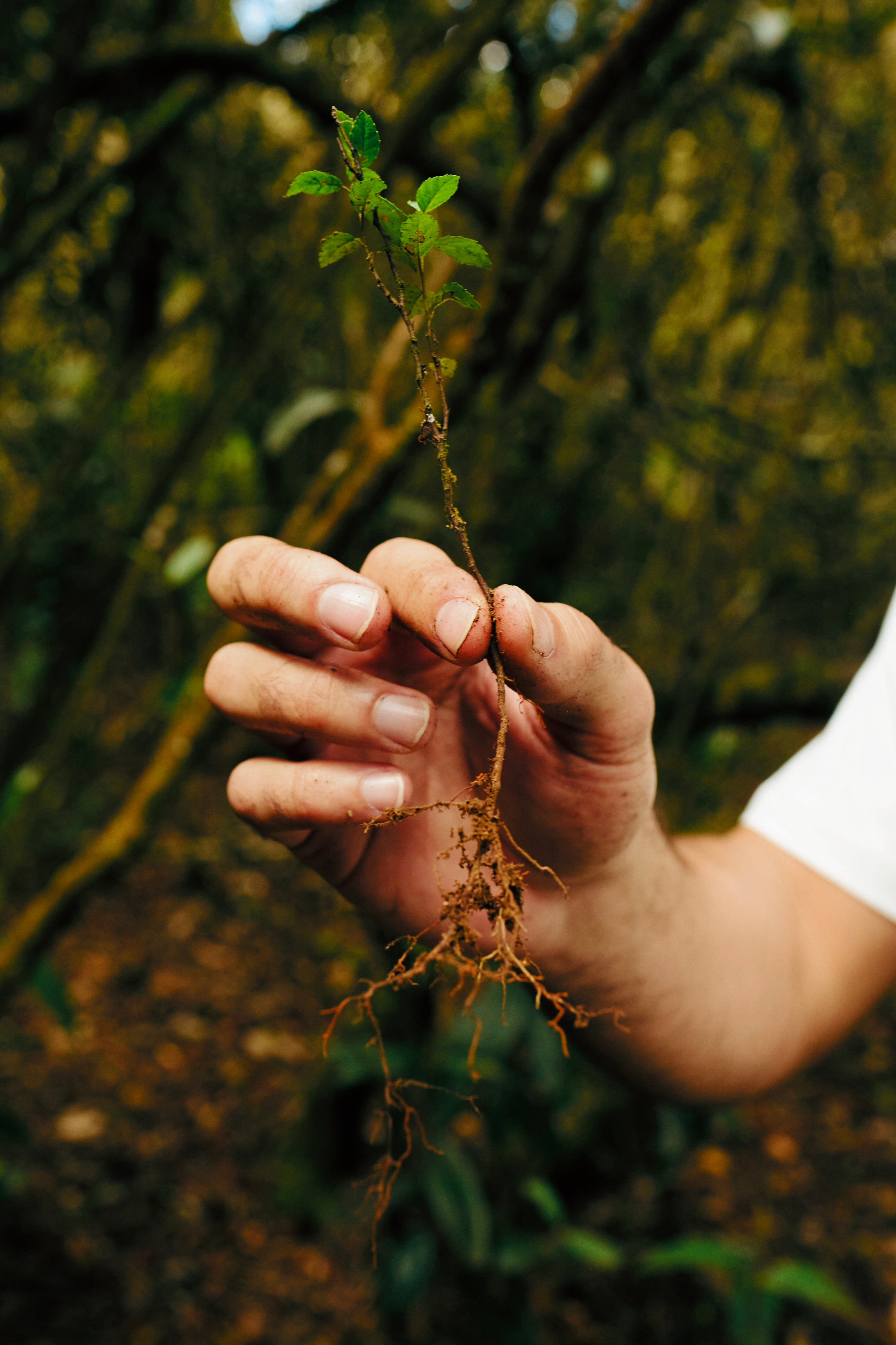 Camiseta H Live Happy Arrayan Estampada Marfil